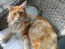 Norwegischer  Waldkater in duisburg-trompet beim sonnen ausnahmsweise mal wach.Leo wiegt 9 kilogramm und hat ein kuscheliges Fell ;D