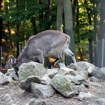 Himalaya-Tahr im Tiergehege Zeulenroda am 29.09.2011