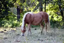 Pferd auf einer Koppel in Zeulenroda. Am 29.09.2011