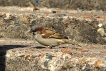 Ein Spatz in Krasnojarsk. (9.9.2011)