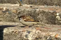 Ein Spatz in Krasnojarsk. (9.9.2011)