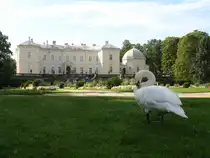 Dieser Schwan s�ubert sein Gefieder. Das Geb�ude im Hintergrund ist das Palais des Grafen Tiskevicius. Seit 1963 befindet sich dort eine Bernsteinausstellung. Ich habe sie am 11.09.2011 w�hrend eines Aufenthalts im Ostseebad Palanga/Polangen besucht.