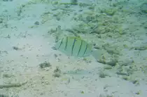 Ein Gitter-Doktorfisch oder auch Str�flings-Doktorfisch (Acanthurus triostegus) durchstreift die Lagune am Ari Atoll auf den Malediven