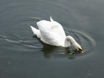 Dieser Schwan ist im litauischen Meeresmuseum in Klaipeda/Memel beheimatet. Er lebt in den Wassergrben der Nehrungsfestung, in welcher sich das besagte Museum befindet. Ich habe es am 08.09.2011 besucht.