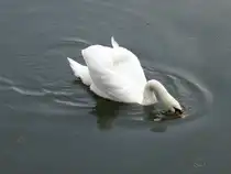 Dieser Schwan ist im litauischen Meeresmuseum in Klaipeda/Memel beheimatet. Er lebt in den Wassergr�ben der Nehrungsfestung, in welcher sich das besagte Museum befindet. Ich habe es am 08.09.2011 besucht.