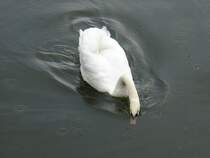 Dieser Schwan ist im litauischen Meeresmuseum in Klaipeda/Memel beheimatet. Er lebt in den Wassergrben der Nehrungsfestung, in welcher sich das besagte Museum befindet. Ich habe es am 08.09.2011 besucht.