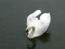 Ziemlich fotogen war dieser Schwan, aufgenommen am 08.09.2011 in Klaipeda/Memel.