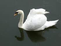 Dieser Schwan ist im litauischen Meeresmuseum in Klaipeda/Memel beheimatet. Er lebt in den Wassergrben der Nehrungsfestung, in welcher sich das besagte Museum befindet. Am linken Fu ist er sogar beringt. Aufnahmedatum: 08.09.2011
