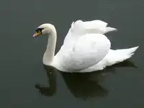 Dieser Schwan ist im litauischen Meeresmuseum in Klaipeda/Memel beheimatet. Er lebt in den Wassergr�ben der Nehrungsfestung, in welcher sich das besagte Museum befindet. Am linken Fu� ist er sogar beringt. Aufnahmedatum: 08.09.2011