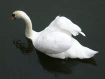 Dieser Schwan ist im litauischen Meeresmuseum in Klaipeda/Memel beheimatet. Er lebt in den Wassergrben der Nehrungsfestung, in welcher sich das besagte Museum befindet. Ich habe es am 08.09.2011 besucht.