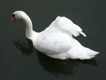 Dieser Schwan ist im litauischen Meeresmuseum in Klaipeda/Memel beheimatet. Er lebt in den Wassergr�ben der Nehrungsfestung, in welcher sich das besagte Museum befindet. Ich habe es am 08.09.2011 besucht.