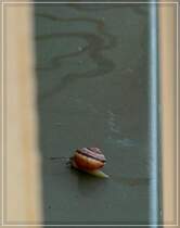 Im Tau der Mauerabdeckung ist die zurckgelegte Strecke dieser kleinen Schnecke noch gut zu erkennen. 26.09.2011