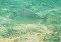 Strandesuch von einem Buckel-Nasendoktorfisch (Naso brachycentron). Malediven, Ari-Atoll 8.11.2007
