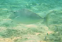 Strandesuch von einem Buckel-Nasendoktorfisch (Naso brachycentron). Malediven, Ari-Atoll 8.11.2007
