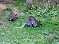 2 Zwergk�ngurus im Tiergehege Zeulenroda am 29.09.2011