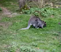 Zwergk�nguru im Tiergehege Zeulenroda am 29.09.2011