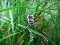 Wespenspinne(Argiope bruennichi), war 2001 die Spinne des Jahres;110815