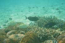 Fischansammlung (Gitter-Doktorfische, Gelbklingen-Doktorfische und Dreibinden-Preuenfischen) um eine Koralle am Strand. Ari Atoll, Malediven.