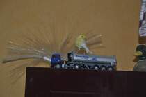 Kanarienvogel Merlin am 31.08.2011.