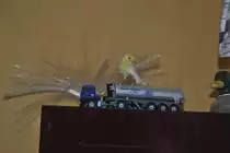 Kanarienvogel Merlin am 31.08.2011.