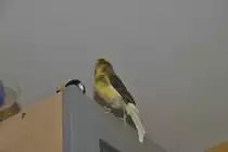 Kanarienvogel Carly am 31.08.2011.