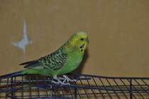 Welli Niki am 31.08.2011.