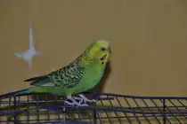 Welli Niki am 31.08.2011.