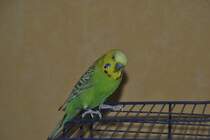 Wellensidicht Pucki, am 31.08.2011.