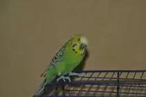 Wellensidicht Pucki, am 31.08.2011.