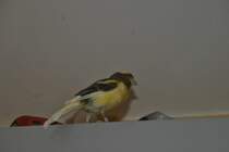 Kanarienvogel Carly am 31.08.2011.