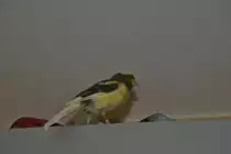 Kanarienvogel Carly am 31.08.2011.