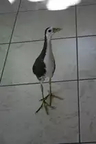 Eine Weissbrust-Kielralle (Amaurornis phoenicurus maldivus) beim Besuch eines Bungalows. Ari-Atoll, Malediven.