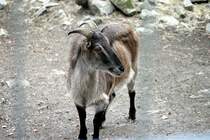 Eine Ziege im Tiergehege Zeulenroda am 29.09.2011