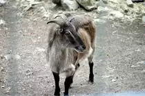 Eine Ziege im Tiergehege Zeulenroda am 29.09.2011