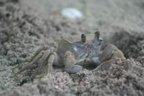 Zuerst dachte ich an Muse, bei den vielen Lchern im Sand. Geisterkrabbe (Ocypodea) 9.11.2007 Ari-Atoll.