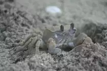 Zuerst dachte ich an M�use, bei den vielen L�chern im Sand. Geisterkrabbe (Ocypodea) 9.11.2007 Ari-Atoll.