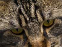 Aragon von Seidnitz

Maine Coon Kater