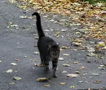 Eine Katze auf einen Bauernhof. Foto 05.10.2011