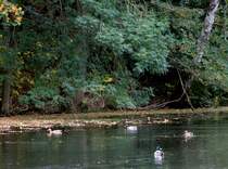 Foto 05.10.2011. Enten auf einen Teich. 