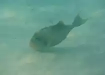 Ein Gelbsaum-Dr�ckerfisch (Pseudobalistes flavimarginatus) in der Lagune. Ari Atoll, Malediven.