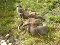 Otter im Sealife oberhausen beim spielen