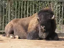Bison im Zoo K�ln