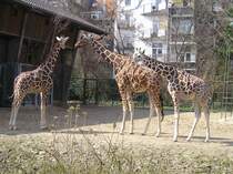 Giraffen im Zoo Kln
