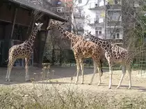 Giraffen im Zoo K�ln