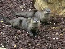 Otter im zoo k�ln