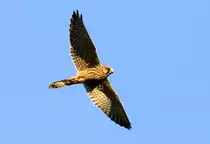 Ein Turmfalke, der nach kurzem Ausschau halten ohne Beute weiter flog-25.9.2011.