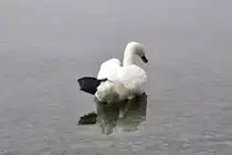 H�ckerschwan auf dem Gnadensee, einem Teil des Bodensees (REICHENAU, Landkreis Konstanz/Deutschland, 22.09.2011)