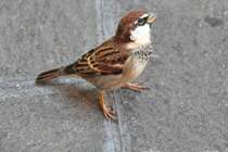 Spatz am Gardasee (SIRMIONE, Provinz Brescia/Italien, 30.09.2011)