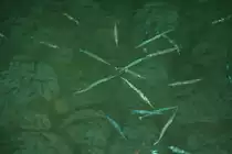 Einige kleine Krokodil-Hornhechte (Tylosurus crocodilus) bei der n�chtlichen Jagd.Ari-Atoll, Malediven