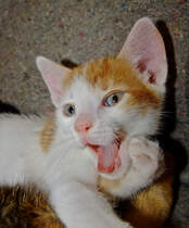 Kleiner Schelm
24.04.2011